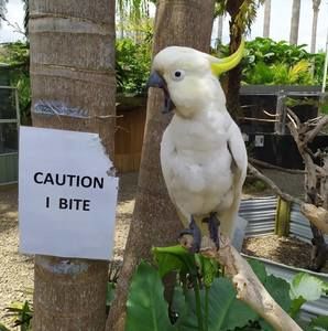 Meet your Posher, Morrigan